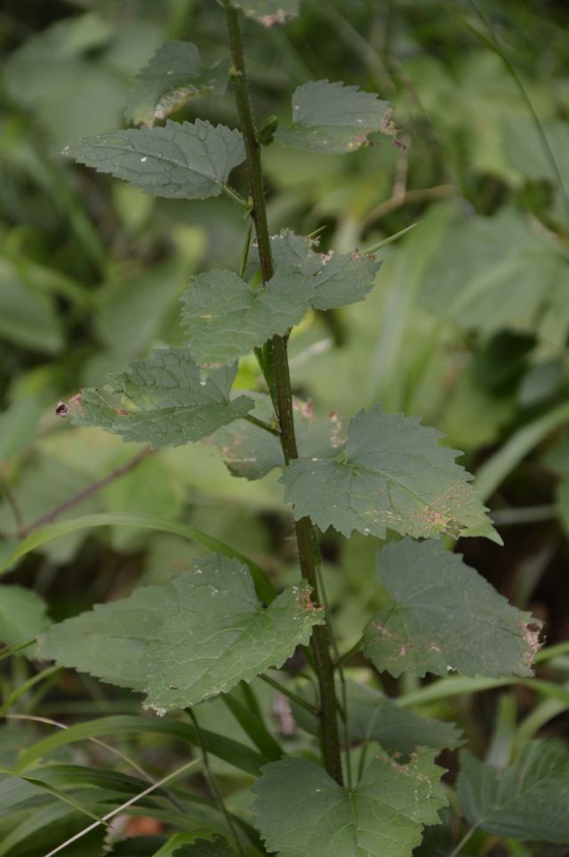 Campanula trachelium